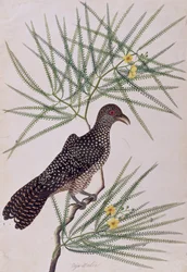 Taja Walie, aus Zeichnungen von Vögeln aus Malakka, ca. 1805-18